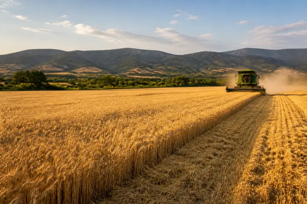 Wheat harvest in the Balkans